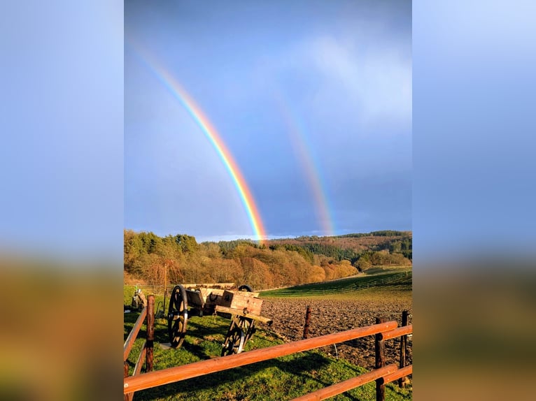 Box à ciel ouvert / Pensionnaire / Place pour jeunes chevaux