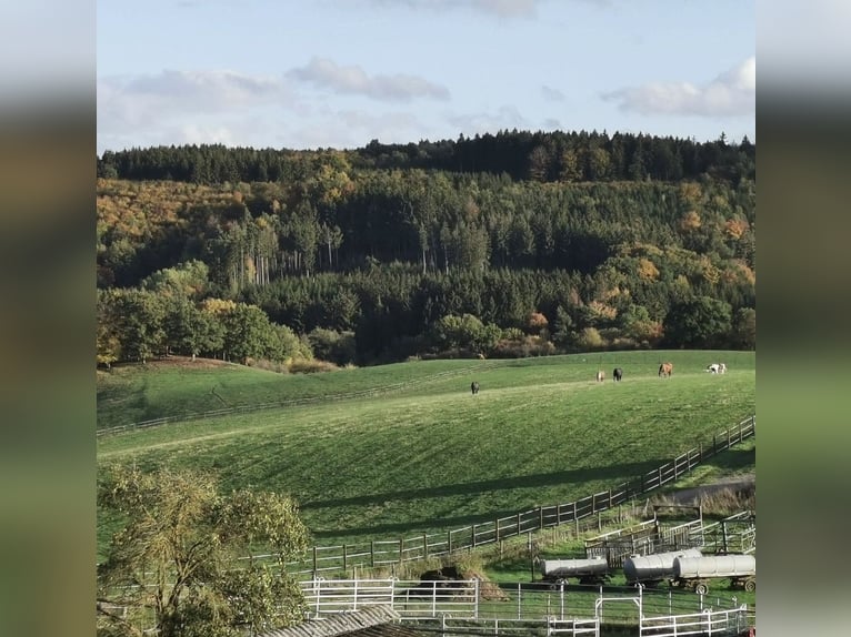 Box à ciel ouvert / Pensionnaire / Place pour jeunes chevaux
