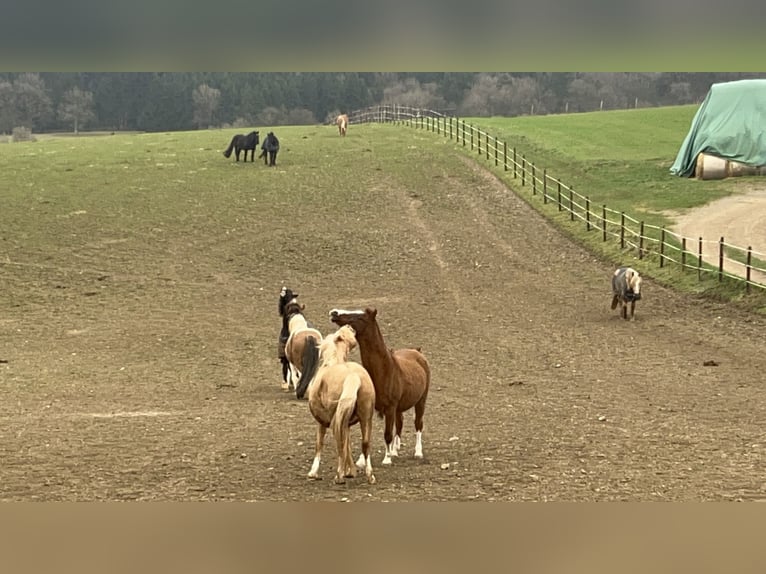 Box à ciel ouvert / Pensionnaire / Place pour jeunes chevaux