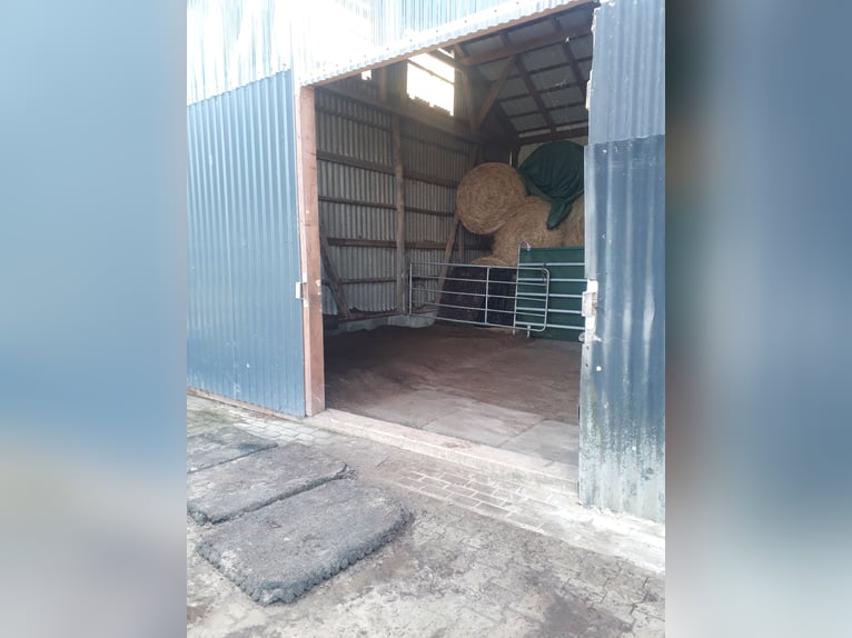 Box à l'extérieur en bord de mer du Nord pour hongres. Idéal pour les chevaux allergiques, COPD ou a