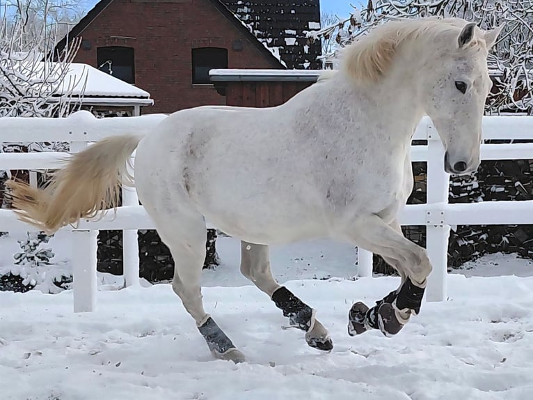 Box à l'extérieur en bord de mer du Nord pour hongres. Idéal pour les chevaux allergiques, COPD ou a