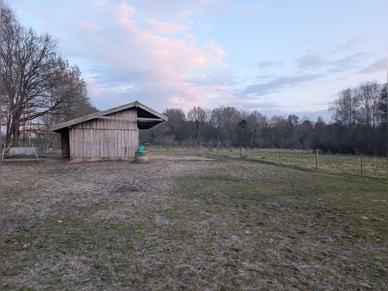 Box à litière ouverte à Hollenstedt