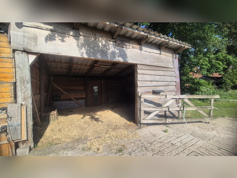 Box à paddock ouvert