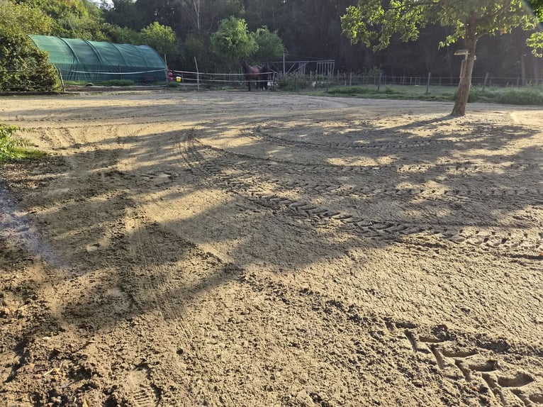 Box en liberté / Paddocktrail à Niederkrüchten-Elmpt, 4 places disponibles