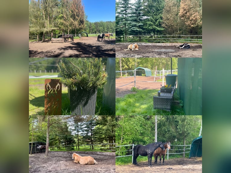 Box en paddock avec foin en balles (adapté aux allergies) en pension complète à Ehlershausen
