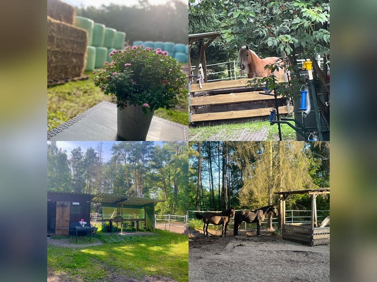 Box en paddock avec foin en balles (adapté aux allergies) en pension complète à Ehlershausen