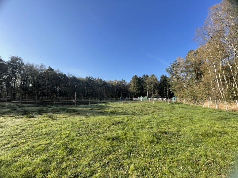 Box en paddock avec foin en balles (adapté aux allergies) en pension complète à Ehlershausen