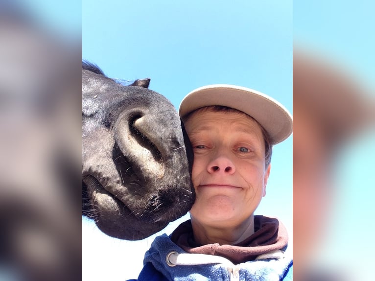 Box en paddock avec manège à Bad Iburg, 235 euros par mois