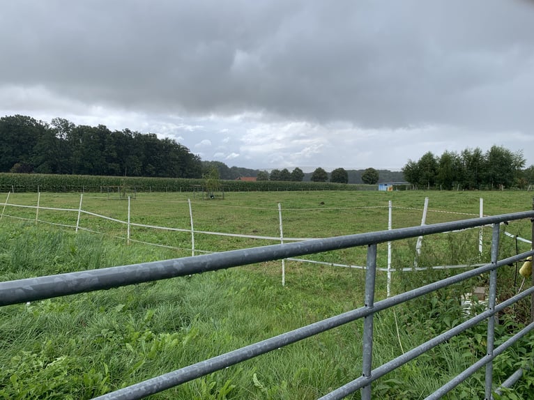 Box en paddock avec manège à Bad Iburg, 235 euros par mois