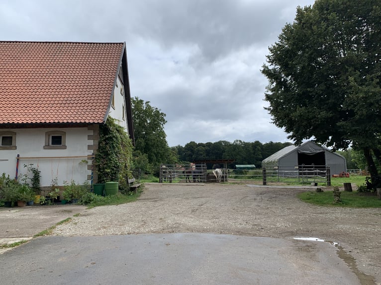 Box en paddock avec manège à Bad Iburg, 235 euros par mois