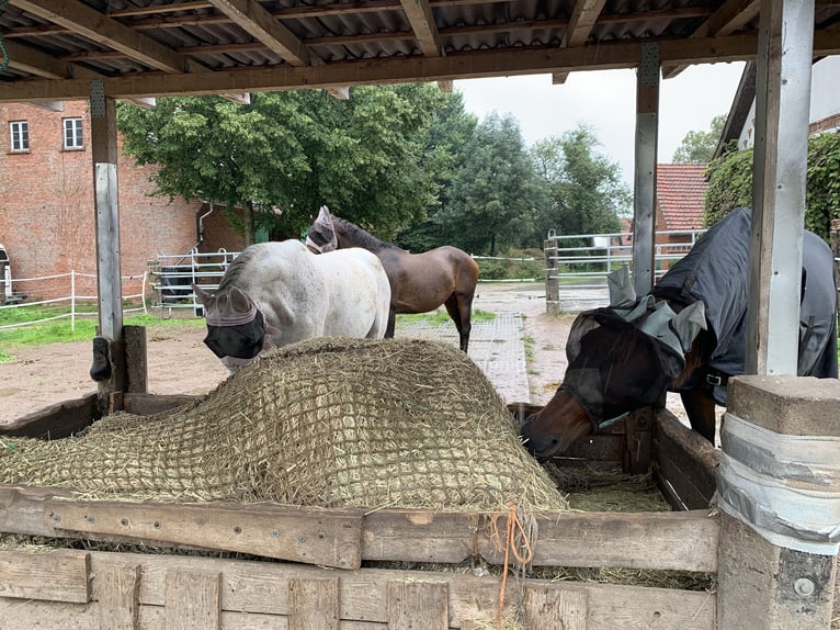 Box en paddock avec manège à Bad Iburg, 235 euros par mois