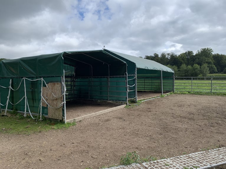 Box en paddock avec manège à Bad Iburg, 235 euros par mois