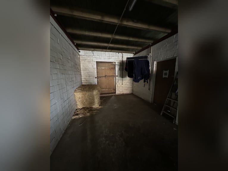 Box en paddock disponible pour un cheval de propriétaire allergique, hongre libre