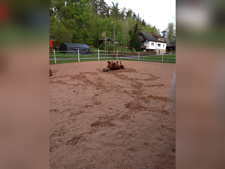 Box en paddock en stabulation libre avec participation aux soins et à la monte