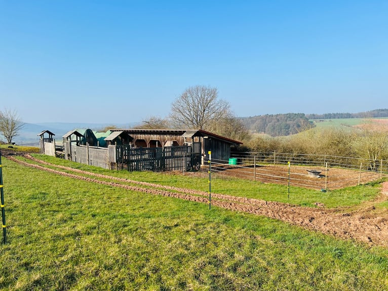 Box en paddock extérieur