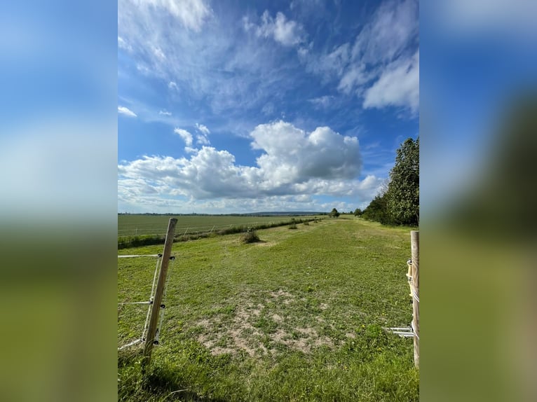 Box en pension complète avec paddock et pâturage, 1 à 2 places disponibles