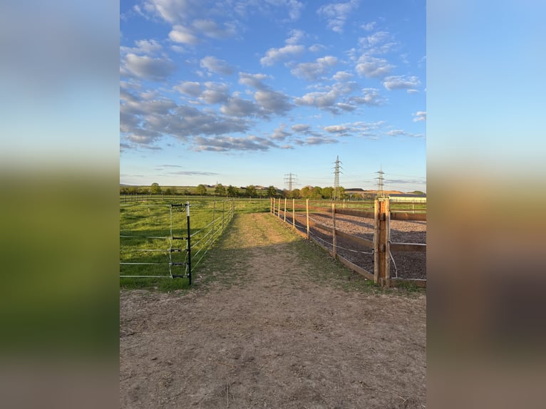Box ou paddock extérieur