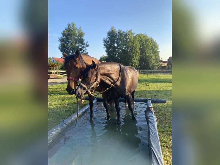 Box privé en paddock individuel