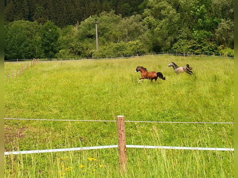 Boxe en paddock ouvert, place de box légère en alimentation, Tuttlingen-Möhringen