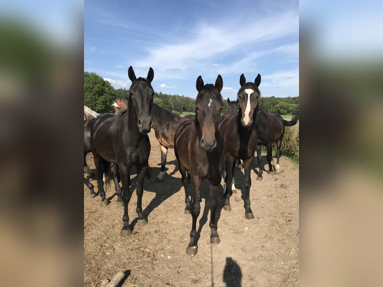 Boxes et paddocks disponibles