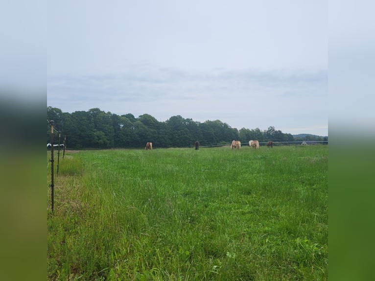 Boxs and paddocks available for rent