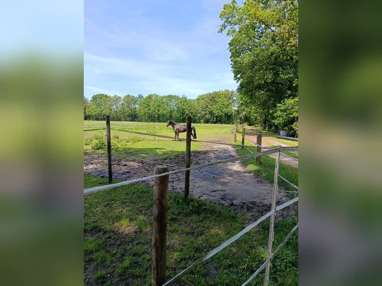 Cherche compagnie en paddock pour une jument de six ans.