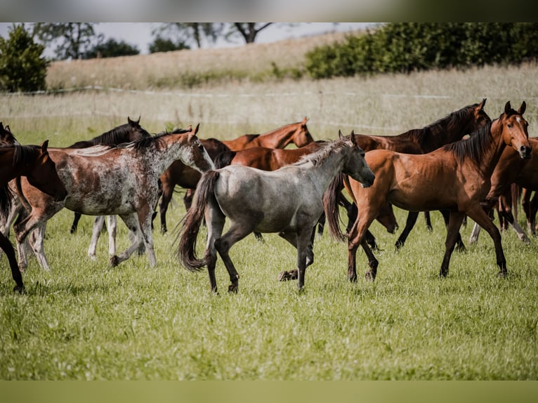 Écurie professionnelle et familiale offrant pension pour chevaux, entraînement équestre et cours d'é