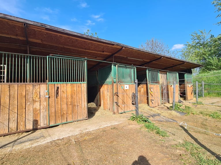 Einstellplatz in Wien- Paddockbox mit XXL Paddock