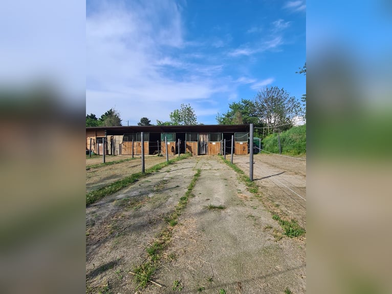 Einstellplatz in Wien- Paddockbox mit XXL Paddock