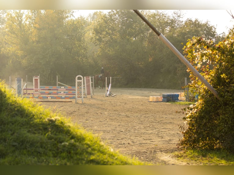 Einstellplatz in Wien- Paddockbox mit XXL Paddock
