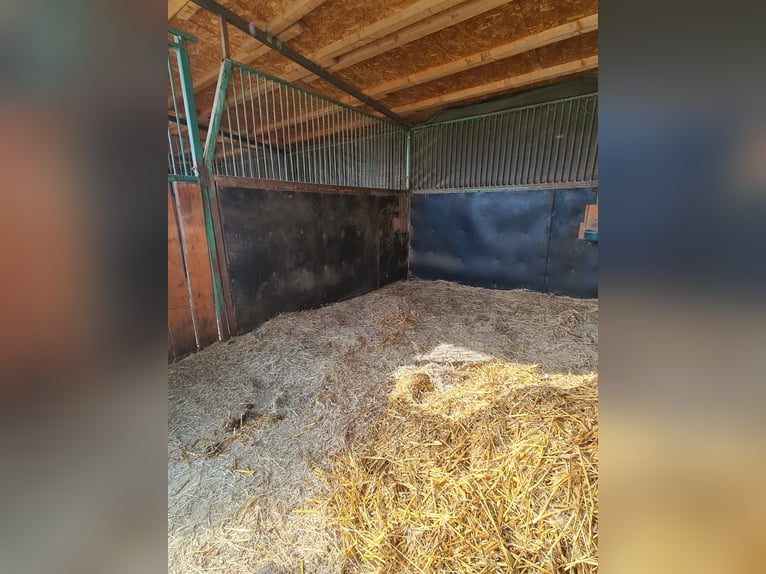 Einstellplatz in Wien- Paddockbox mit XXL Paddock