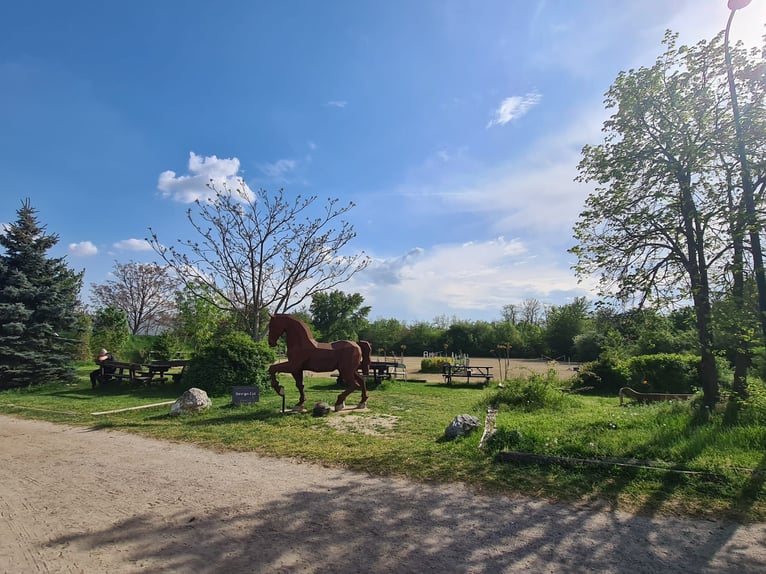 Einstellplatz in Wien- Paddockbox mit XXL Paddock