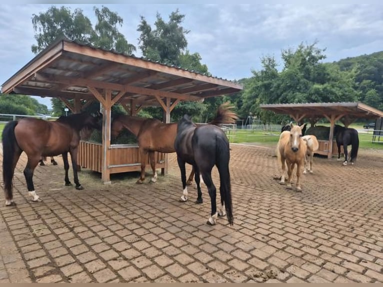 Emplacement en paddock ouvert