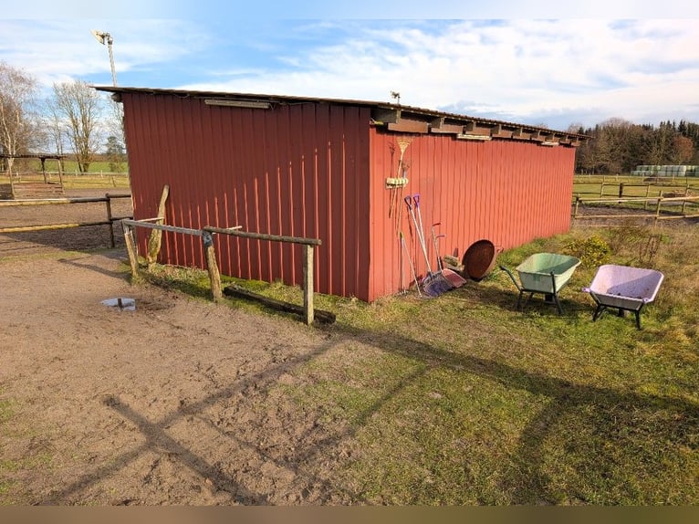 Espace en boxe ouverte pour un hongre à 21259 Otter