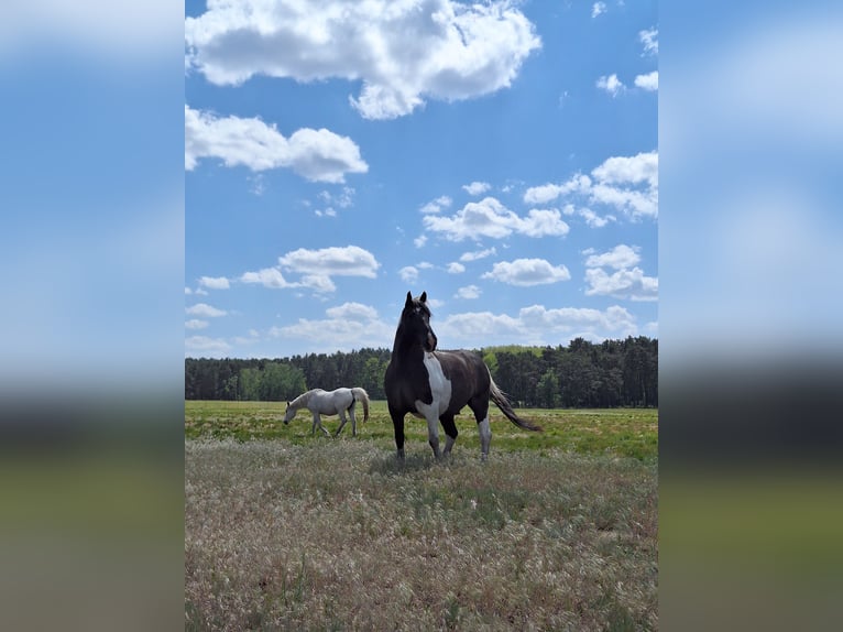  Exklusive Offenstallplätze in naturnaher Robusthaltung – 15754 Heidesee 