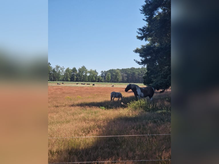  Exklusive Offenstallplätze in naturnaher Robusthaltung – 15754 Heidesee 