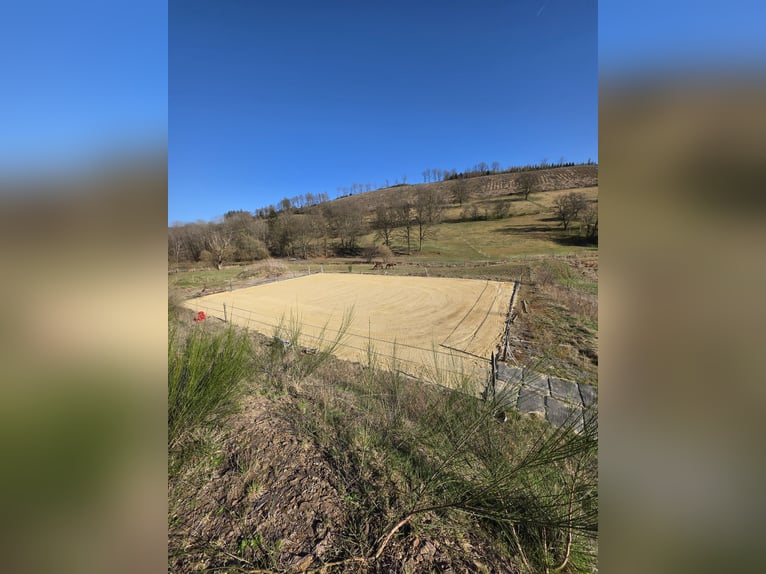 Freie Einstellplätze/Boxen in Wallachherde 