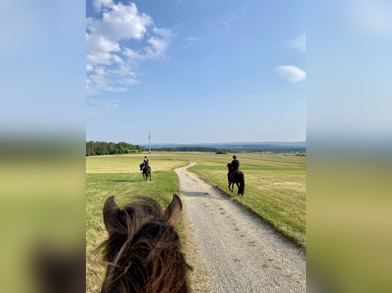 Isländer oder Pony gesucht - Offenstallplatz frei!