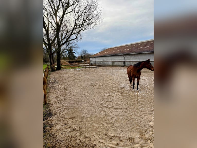 Laufstall freie Plätze 