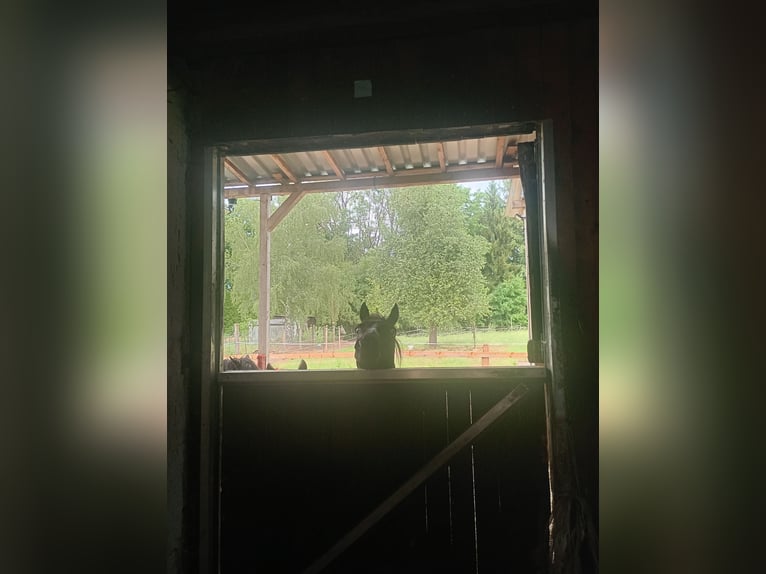 Le box est actuellement disponible pour un cheval.