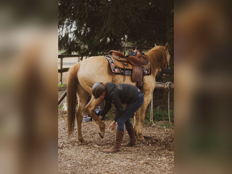 Noch ein Platz verfügbar.  Wenn dein Luxus Wald, Ruhe und gesunde Pferde sind, dann könnte das hier 