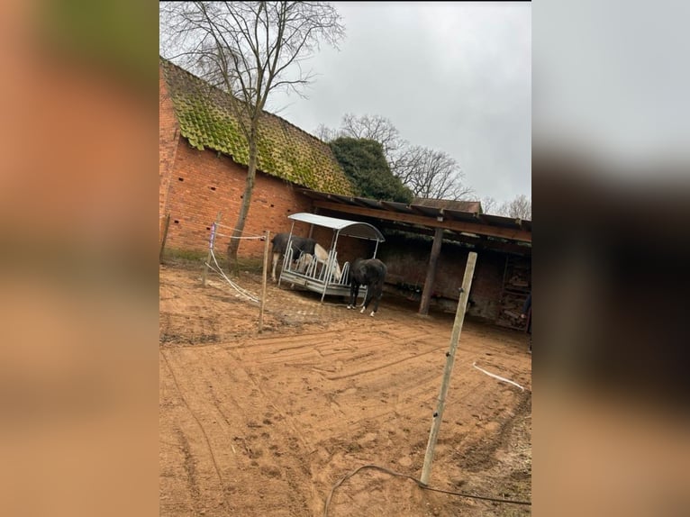 Offenstall / Box frei für Asthmatiker