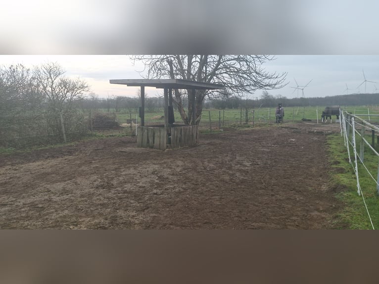 Offenstall für Pony 