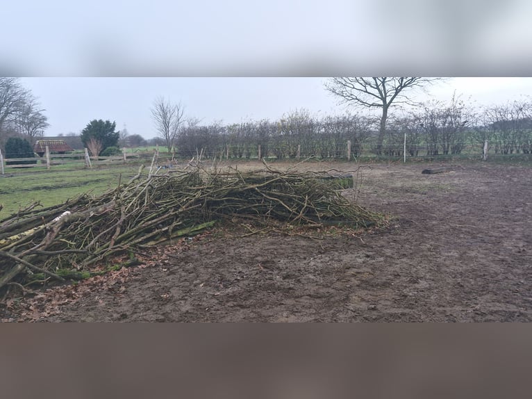 Offenstall für Pony 