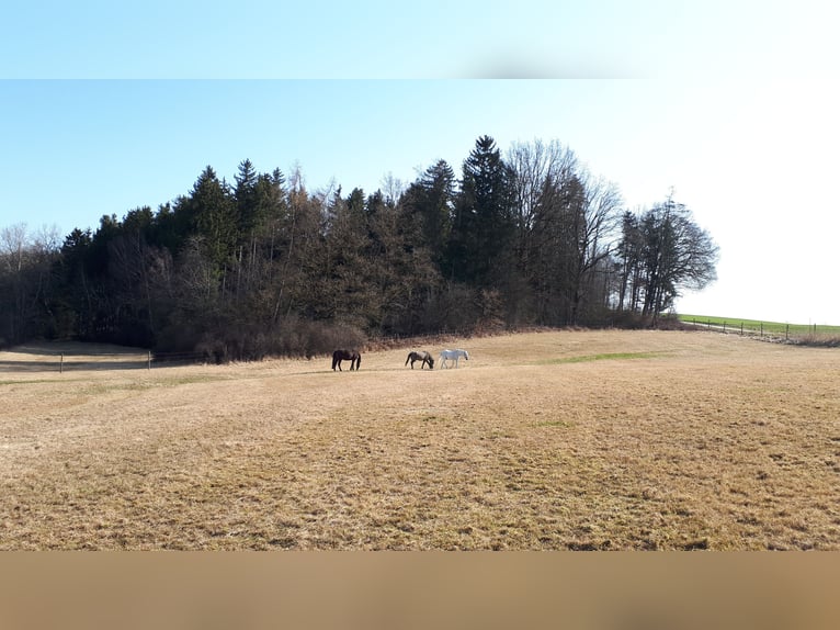 Offenstall für Wallach, Senioren, kranke und Gnadenbrotpferde