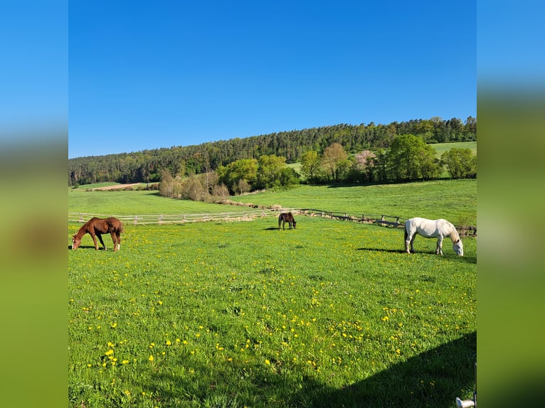 Offenstall hat 2 Platz frei 