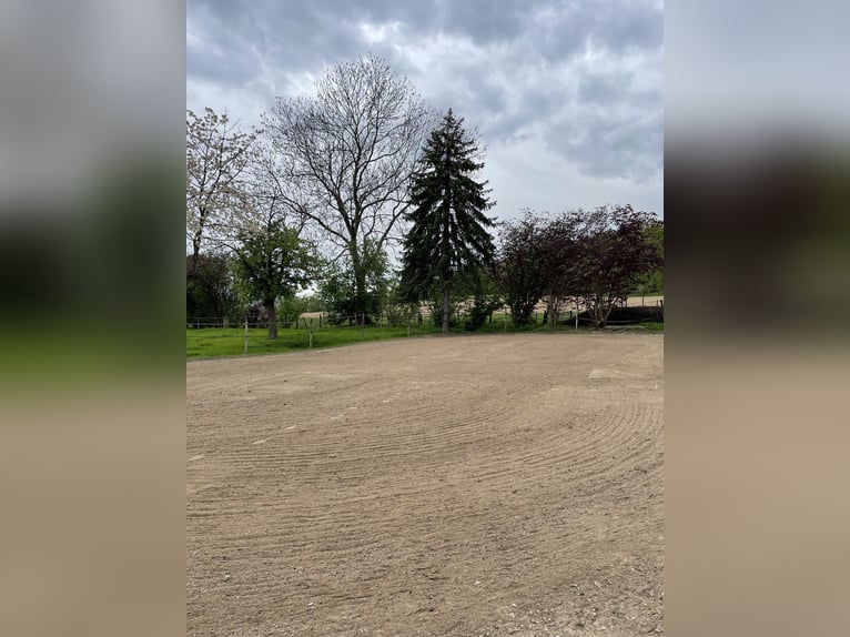 Offenstall mit Paddocktrail, Reitplatz, Weide, gutes Gelände, für Stute 