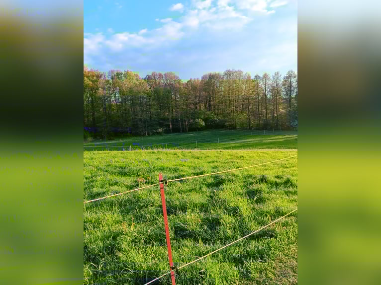 Offenstall * Pferdepension