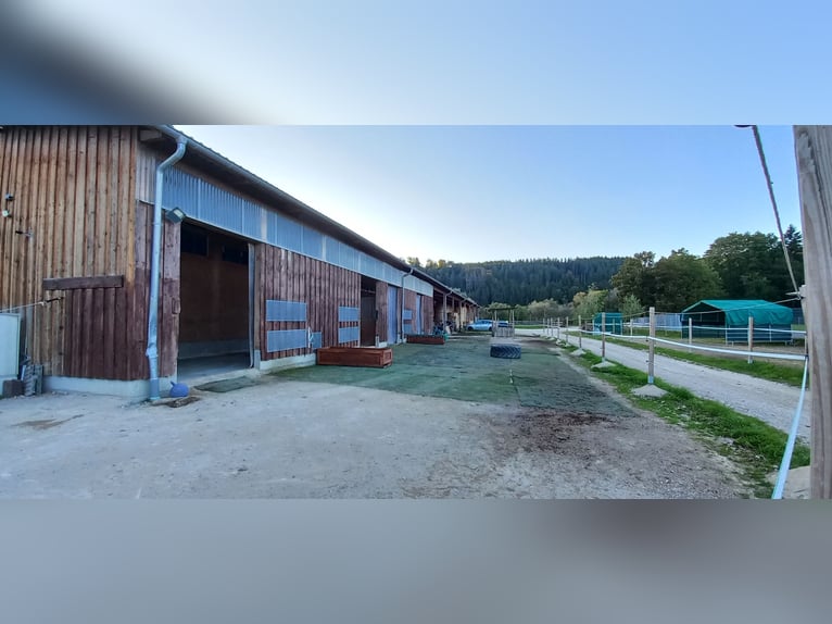 Offenstall Platz frei 78532 Tuttlingen 