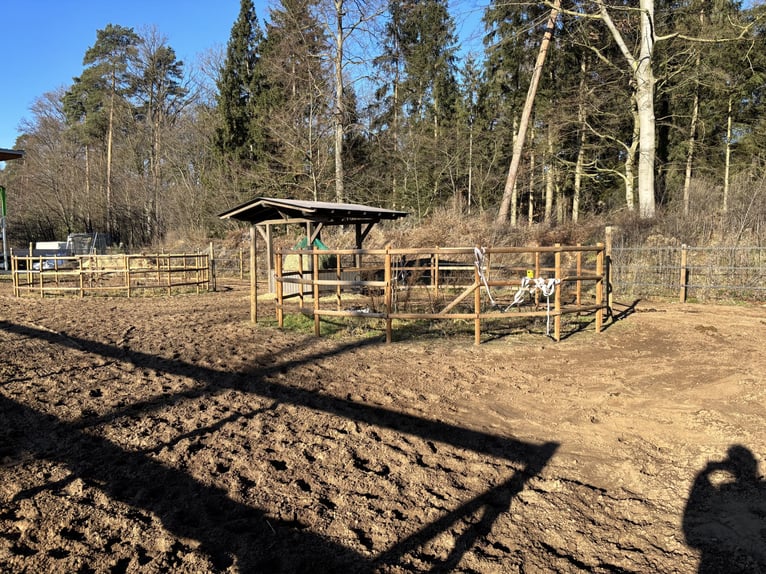 Offenstall Selbstversorger für dich ganz alleine